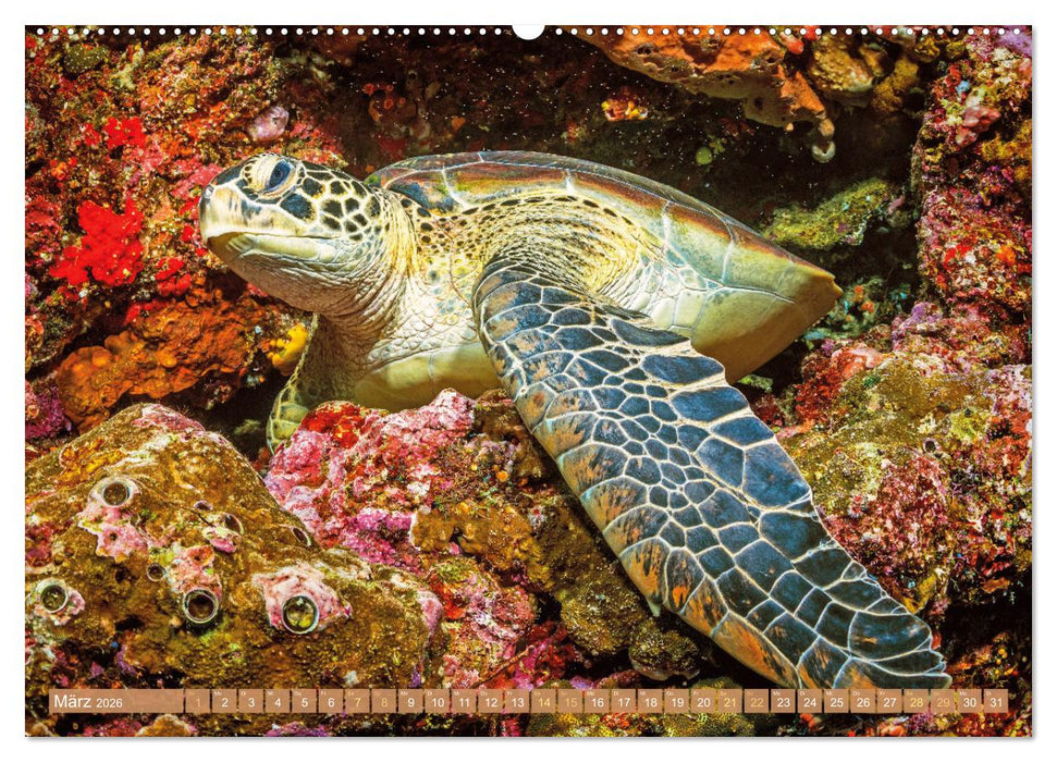 Meeresschildkröten: Aus den blauen Tiefen der Ozeane (CALVENDO Wandkalender 2026)