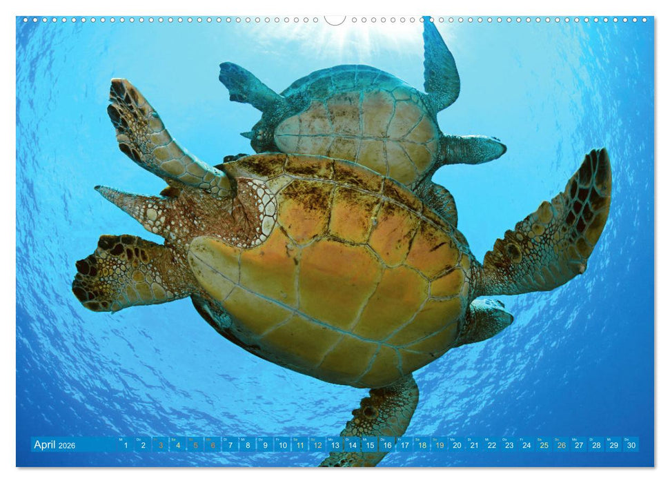 Meeresschildkröten: Aus den blauen Tiefen der Ozeane (CALVENDO Wandkalender 2026)