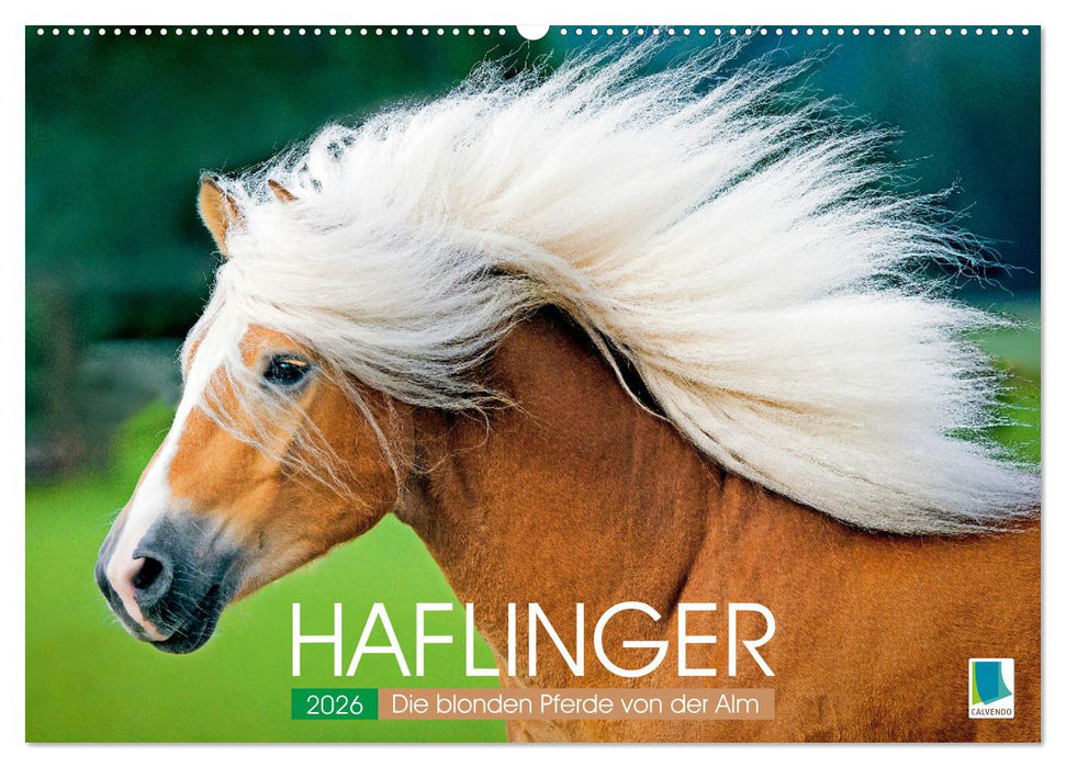 Haflinger: Die blonden Pferde von der Alm (CALVENDO Wandkalender 2026)