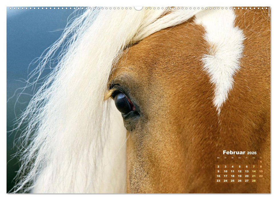 Haflinger: Die blonden Pferde von der Alm (CALVENDO Wandkalender 2026)
