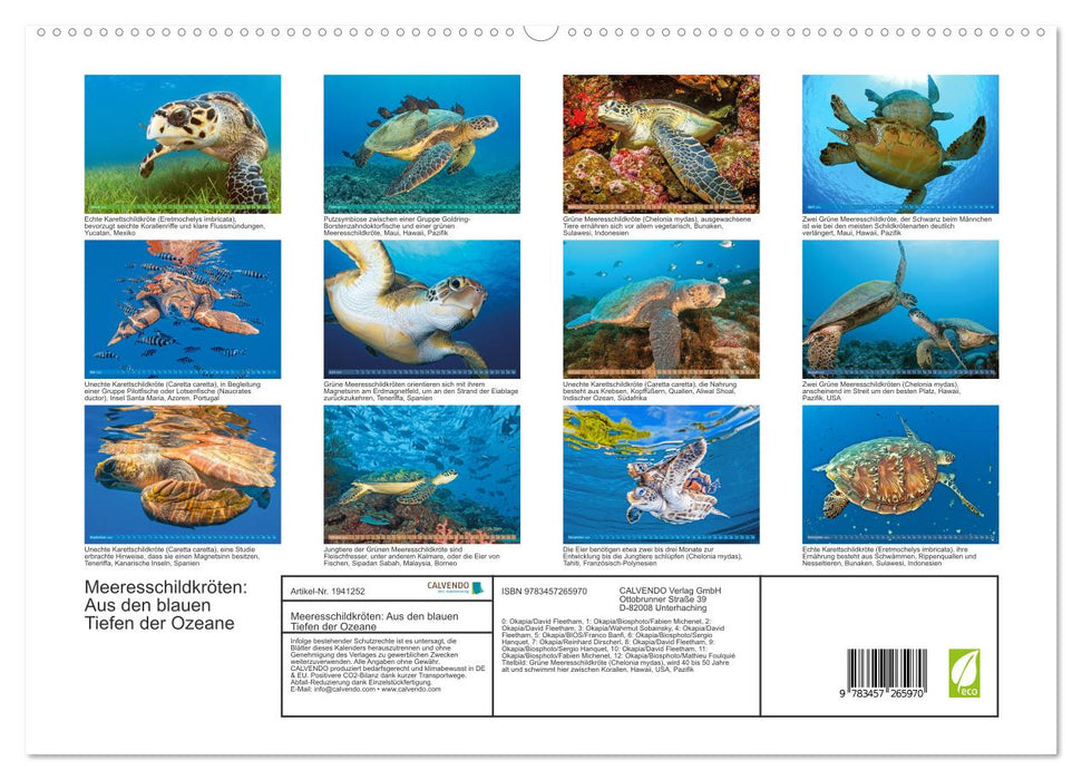 Meeresschildkröten: Aus den blauen Tiefen der Ozeane (CALVENDO Premium Wandkalender 2026)