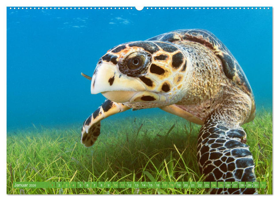 Meeresschildkröten: Aus den blauen Tiefen der Ozeane (CALVENDO Premium Wandkalender 2026)