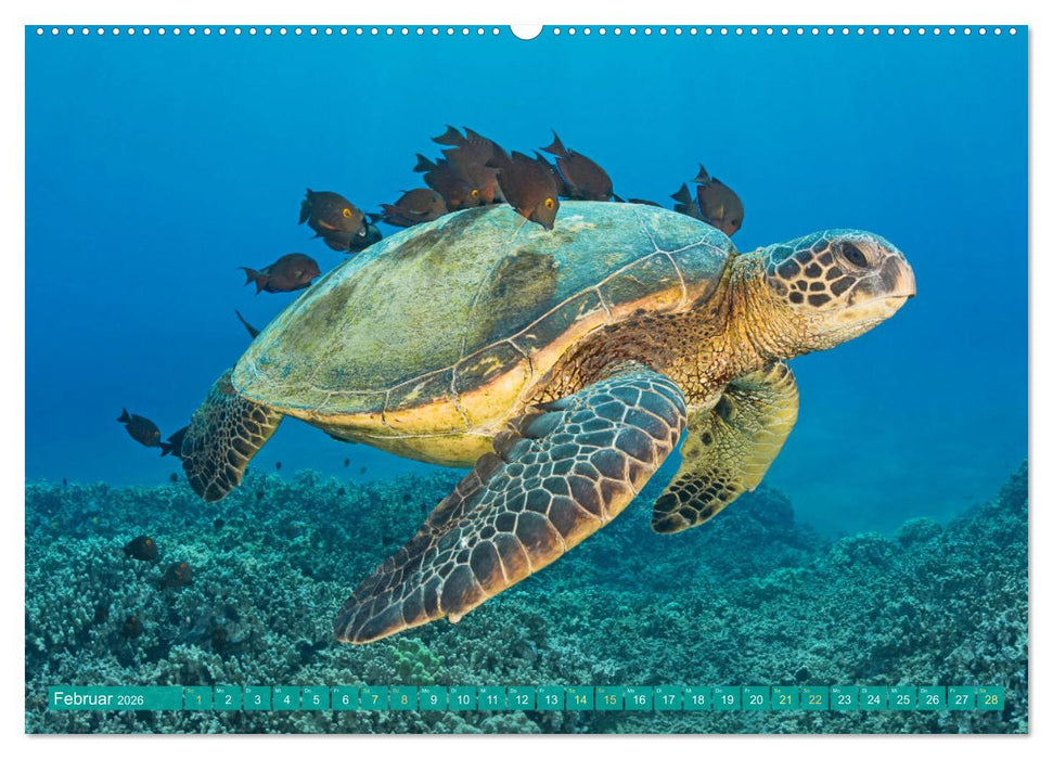 Meeresschildkröten: Aus den blauen Tiefen der Ozeane (CALVENDO Premium Wandkalender 2026)