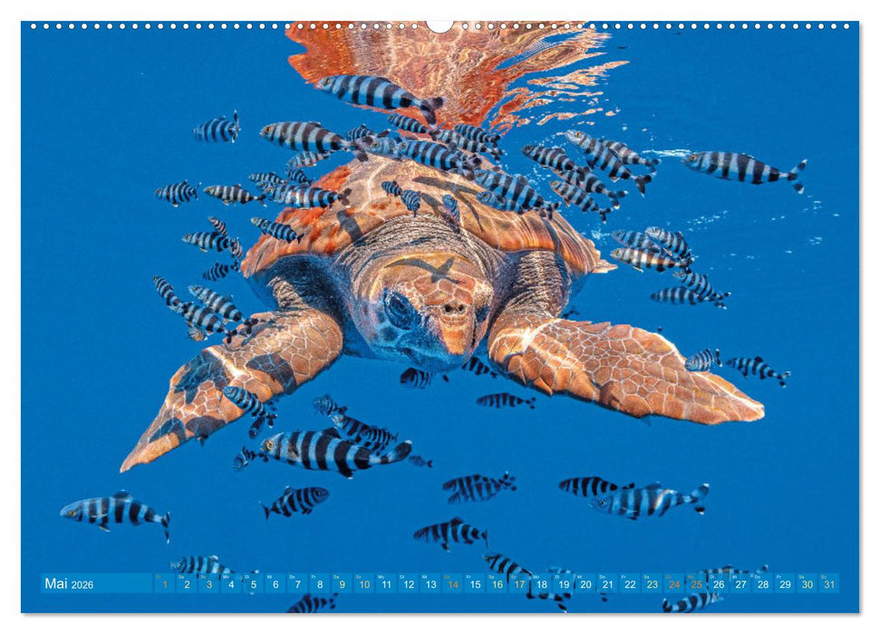 Meeresschildkröten: Aus den blauen Tiefen der Ozeane (CALVENDO Premium Wandkalender 2026)