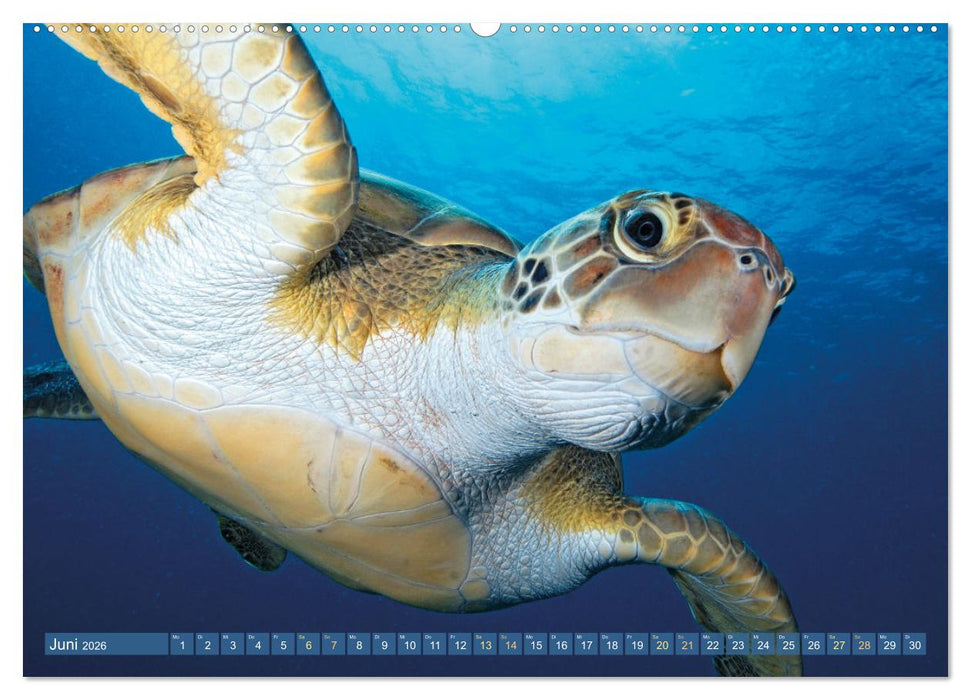 Meeresschildkröten: Aus den blauen Tiefen der Ozeane (CALVENDO Premium Wandkalender 2026)