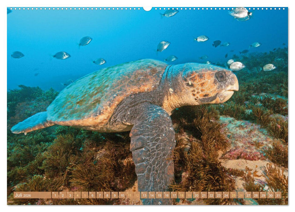 Meeresschildkröten: Aus den blauen Tiefen der Ozeane (CALVENDO Premium Wandkalender 2026)