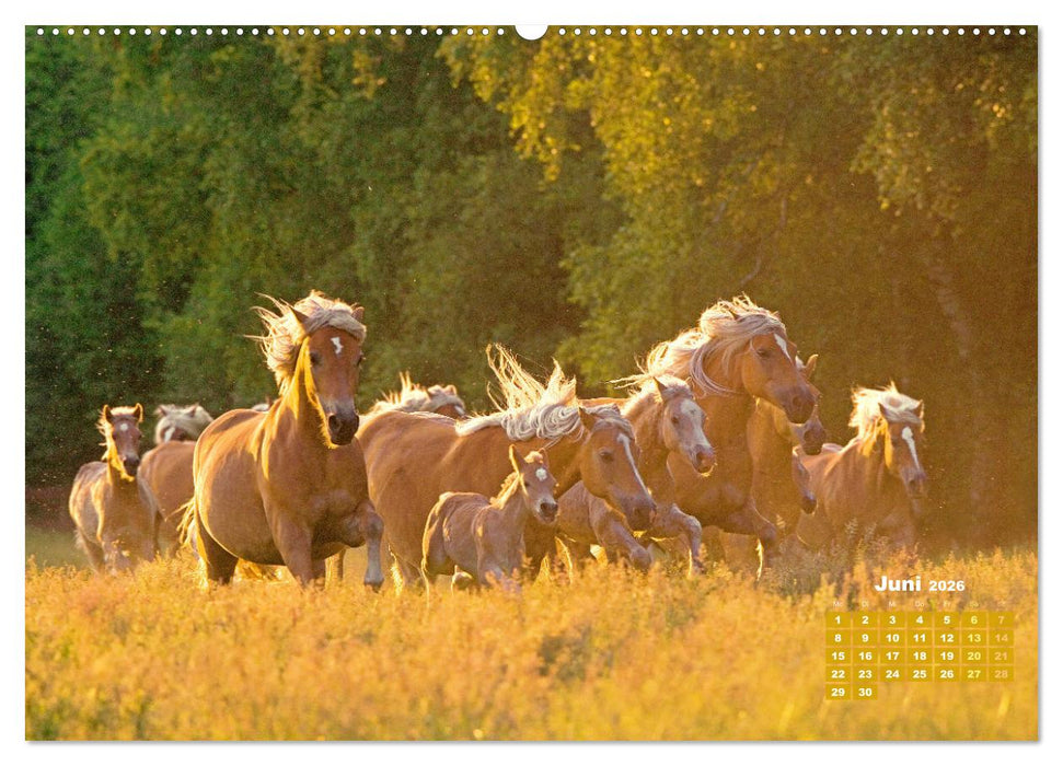 Haflinger: Die blonden Pferde von der Alm (CALVENDO Premium Wandkalender 2026)