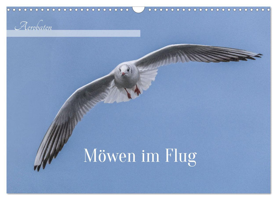 Aerorobaten - Möwen im Flug (CALVENDO Wandkalender 2026)