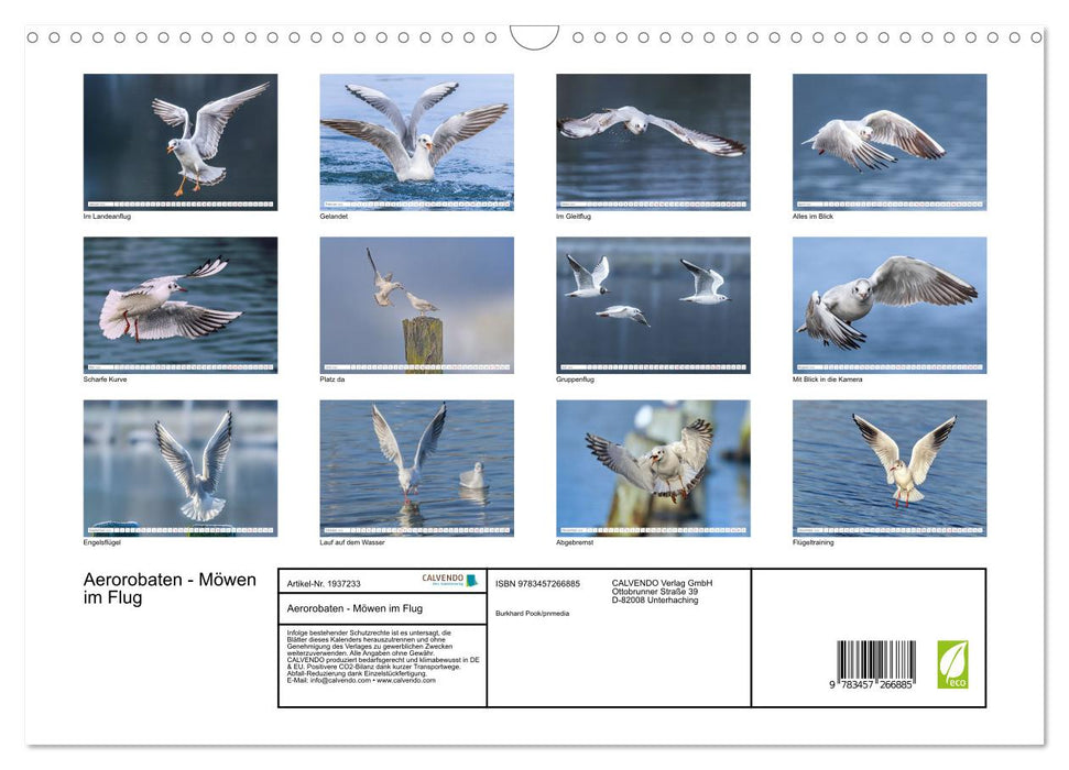 Aerorobaten - Möwen im Flug (CALVENDO Wandkalender 2026)