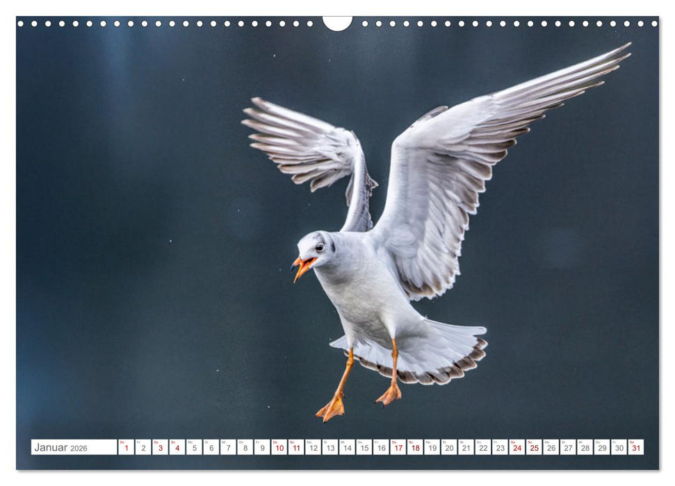 Aerorobaten - Möwen im Flug (CALVENDO Wandkalender 2026)