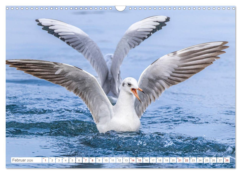 Aerorobaten - Möwen im Flug (CALVENDO Wandkalender 2026)
