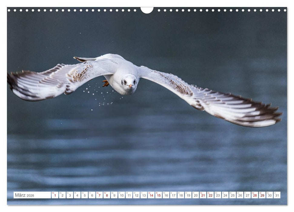 Aerorobaten - Möwen im Flug (CALVENDO Wandkalender 2026)