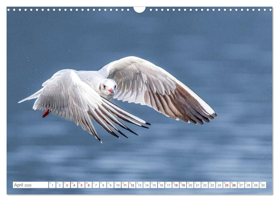 Aerorobaten - Möwen im Flug (CALVENDO Wandkalender 2026)