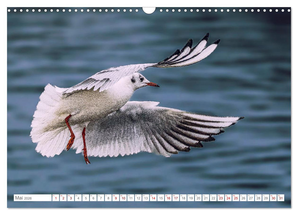 Aerorobaten - Möwen im Flug (CALVENDO Wandkalender 2026)