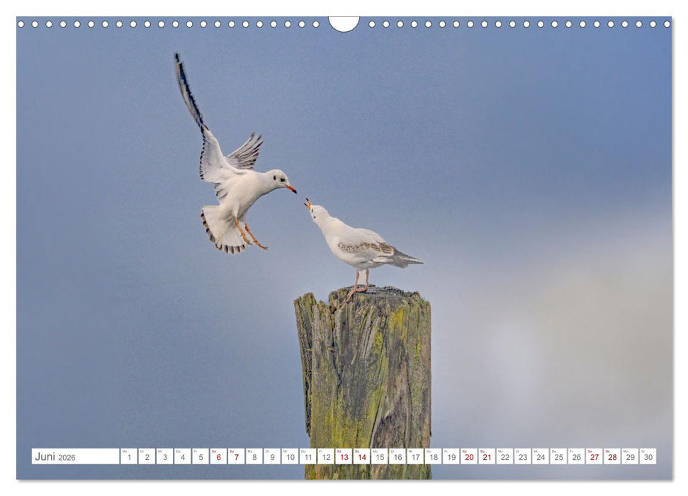 Aerorobaten - Möwen im Flug (CALVENDO Wandkalender 2026)