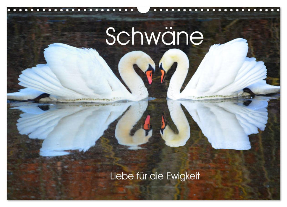 Schwäne, Liebe für die Ewigkeit (CALVENDO Wandkalender 2026)