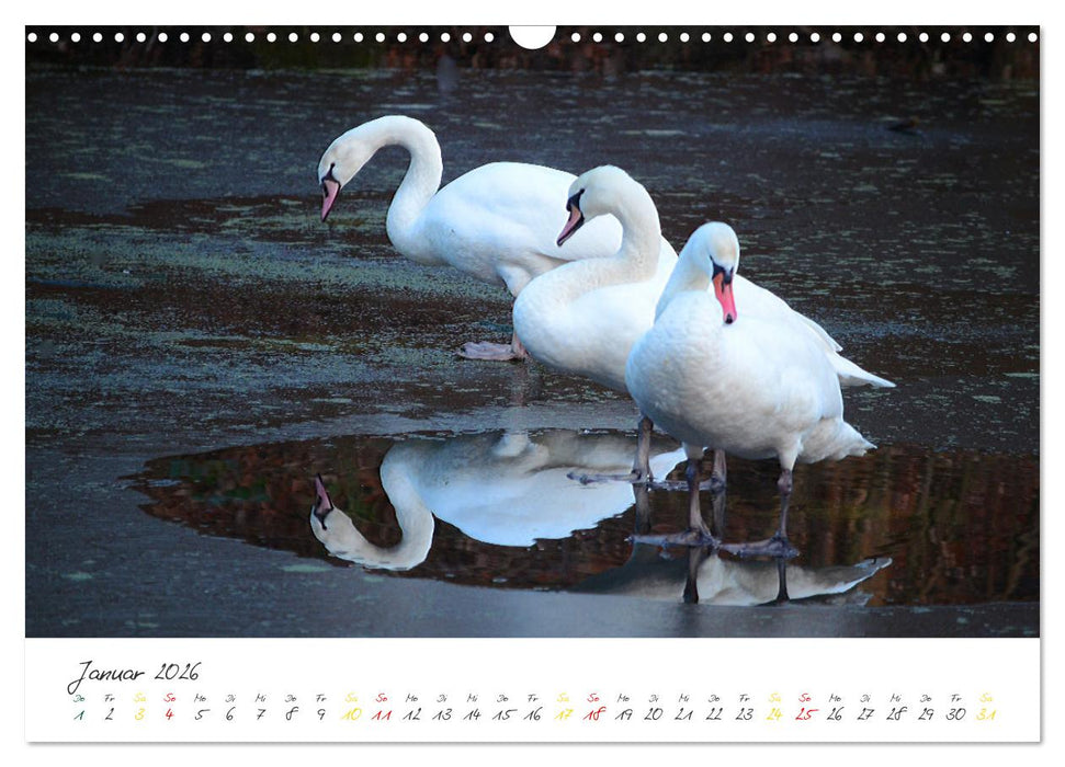 Schwäne, Liebe für die Ewigkeit (CALVENDO Wandkalender 2026)