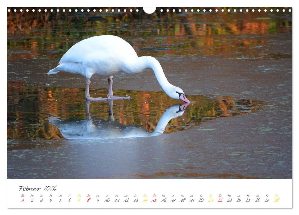 Schwäne, Liebe für die Ewigkeit (CALVENDO Wandkalender 2026)