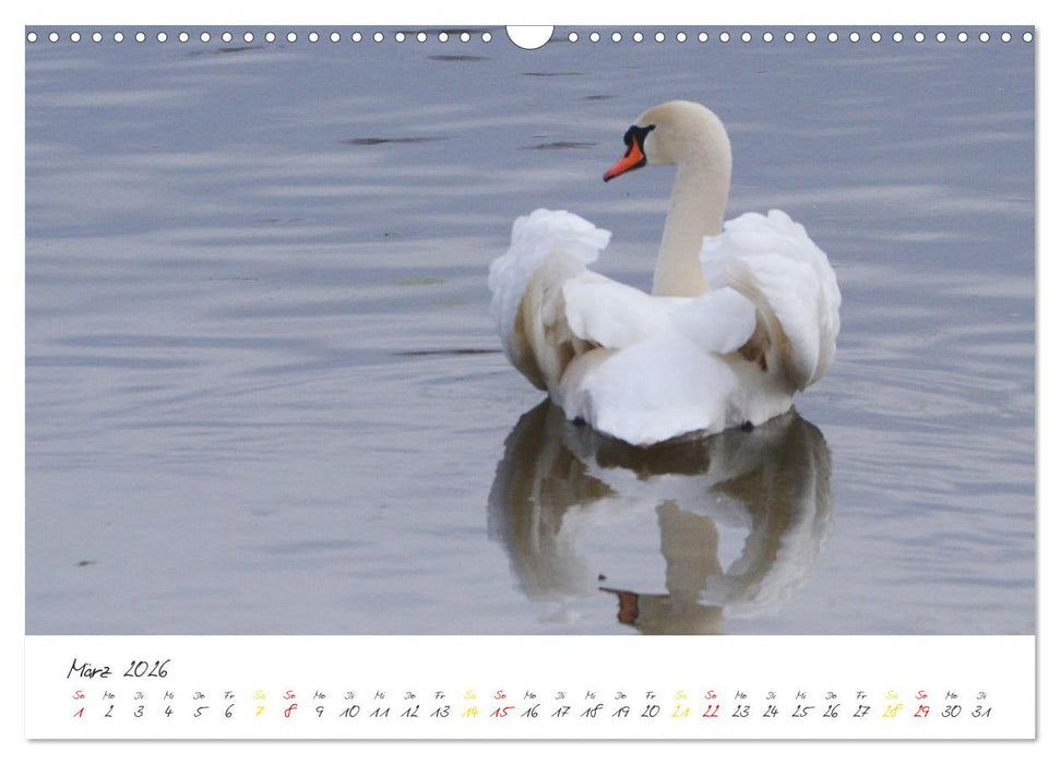 Schwäne, Liebe für die Ewigkeit (CALVENDO Wandkalender 2026)