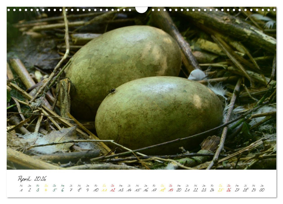 Schwäne, Liebe für die Ewigkeit (CALVENDO Wandkalender 2026)