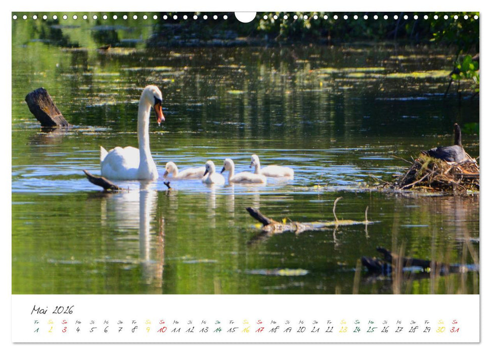 Schwäne, Liebe für die Ewigkeit (CALVENDO Wandkalender 2026)