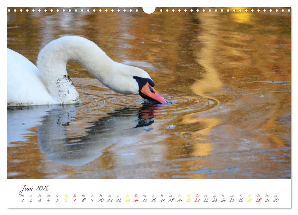 Schwäne, Liebe für die Ewigkeit (CALVENDO Wandkalender 2026)