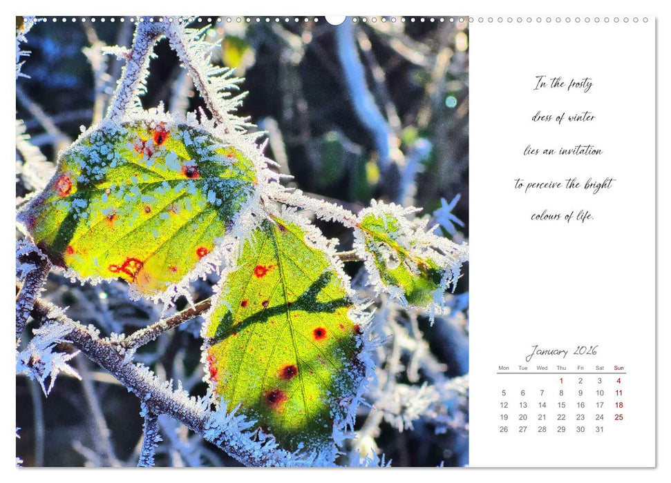 Golden breaks with mindfulness (CALVENDO Monthly Calendar 2026)