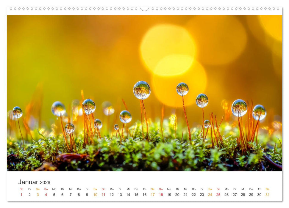 Zauber der Tropfen (CALVENDO Premium Wandkalender 2026)