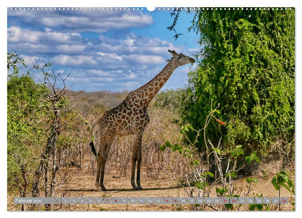 Namibia - Von Nord nach Süd (CALVENDO Wandkalender 2026)