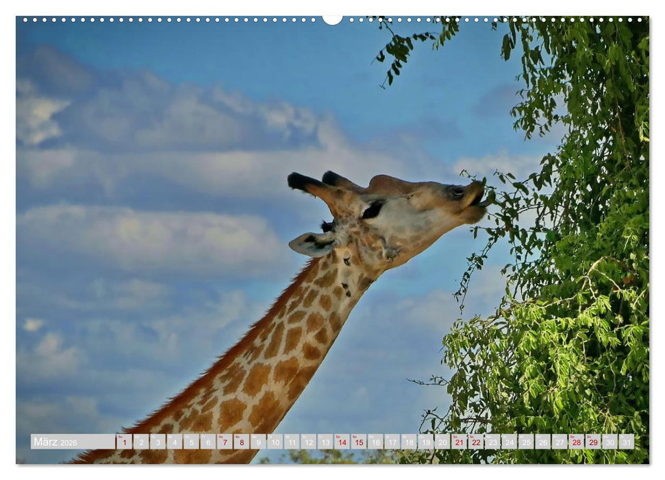 Namibia – Die Tierwelt vom Caprivi bis Etosha (CALVENDO Wandkalender 2026)