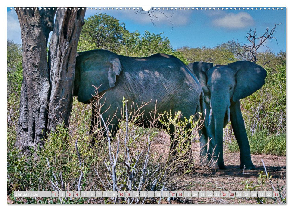 Namibia – Die Tierwelt vom Caprivi bis Etosha (CALVENDO Premium Wandkalender 2026)