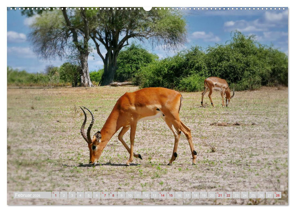 Namibia – Die Tierwelt vom Caprivi bis Etosha (CALVENDO Premium Wandkalender 2026)