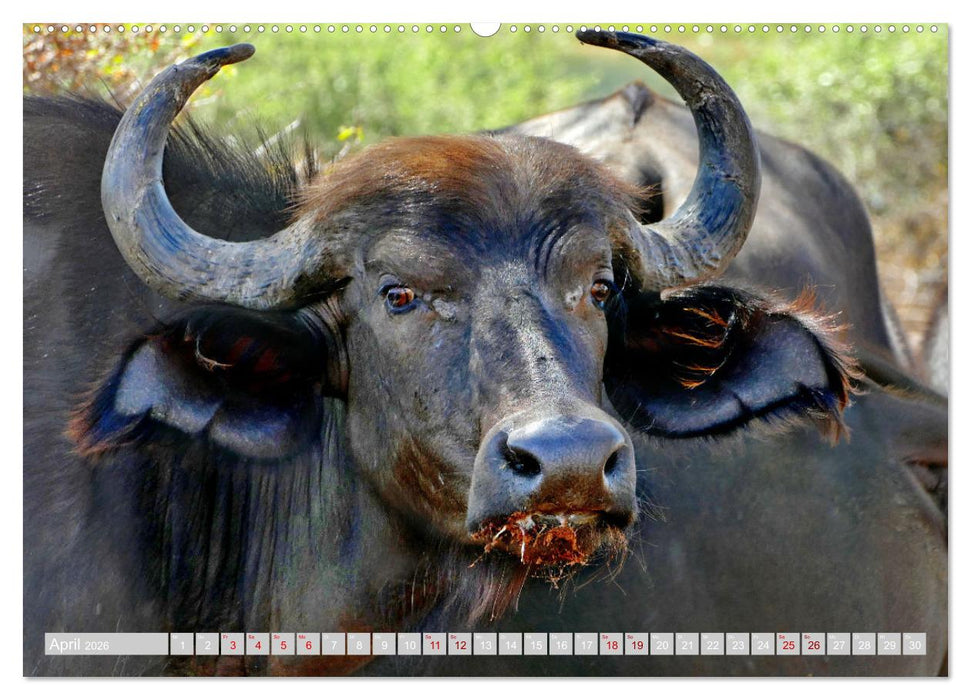 Namibia – Die Tierwelt vom Caprivi bis Etosha (CALVENDO Premium Wandkalender 2026)