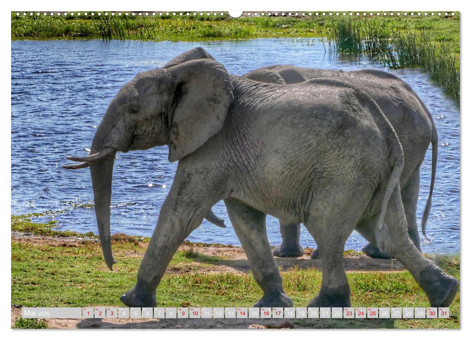 Namibia – Die Tierwelt vom Caprivi bis Etosha (CALVENDO Premium Wandkalender 2026)