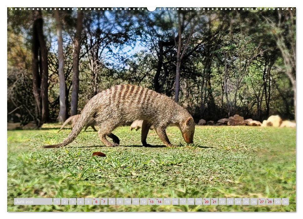 Namibia – Die Tierwelt vom Caprivi bis Etosha (CALVENDO Premium Wandkalender 2026)
