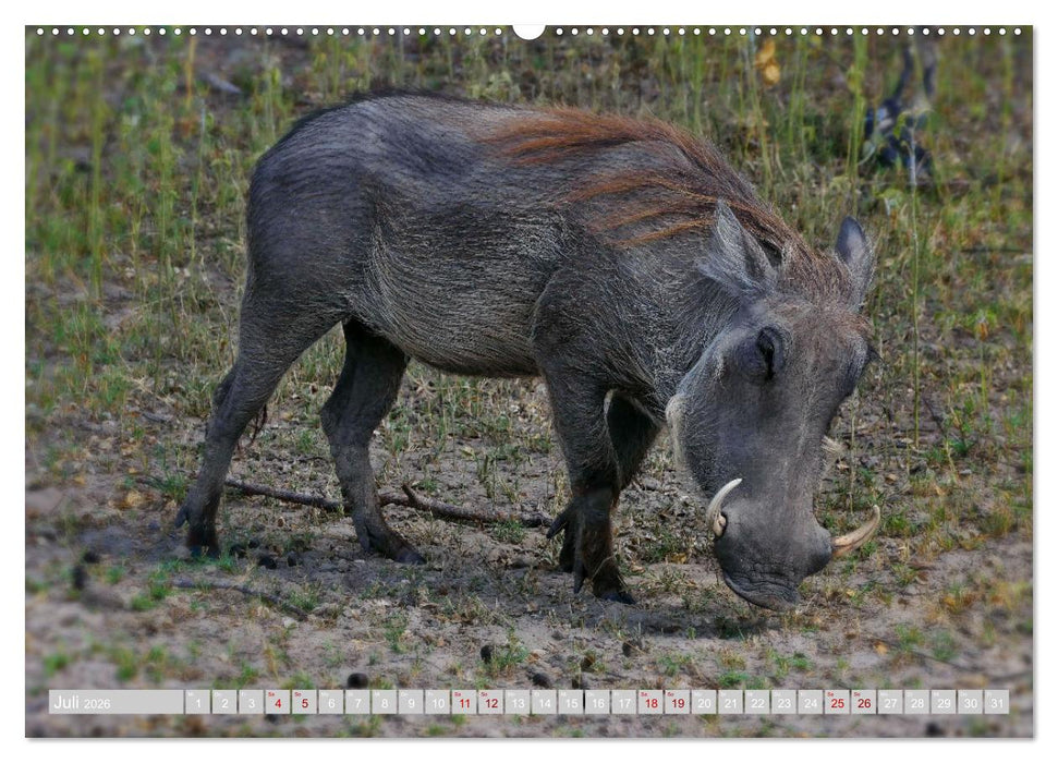 Namibia – Die Tierwelt vom Caprivi bis Etosha (CALVENDO Premium Wandkalender 2026)