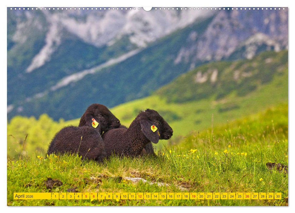 Wir sind die Stars auf der Alm (CALVENDO Wandkalender 2026)