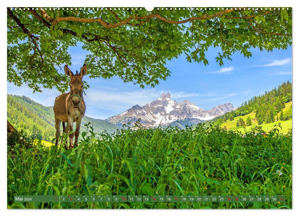 Wir sind die Stars auf der Alm (CALVENDO Wandkalender 2026)