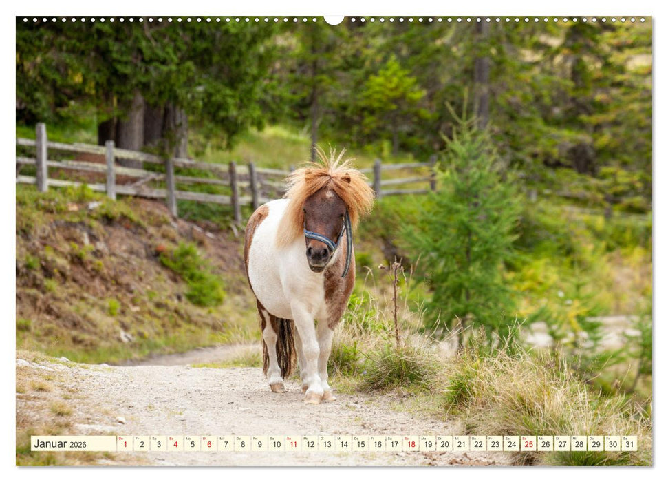 Wir sind die Stars auf der Alm (CALVENDO Premium Wandkalender 2026)