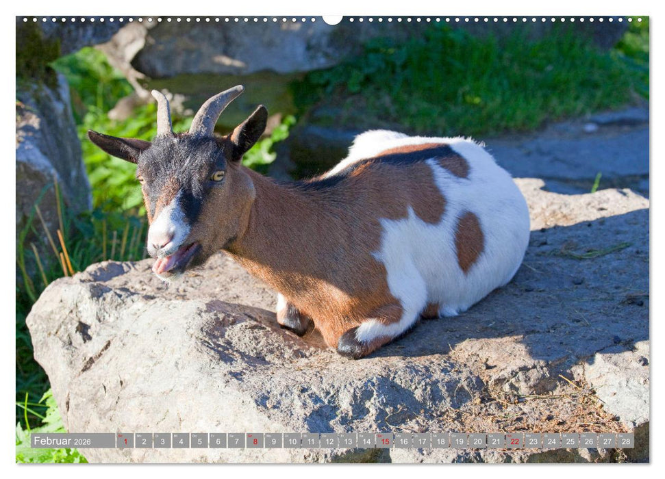 Wir sind die Stars auf der Alm (CALVENDO Premium Wandkalender 2026)