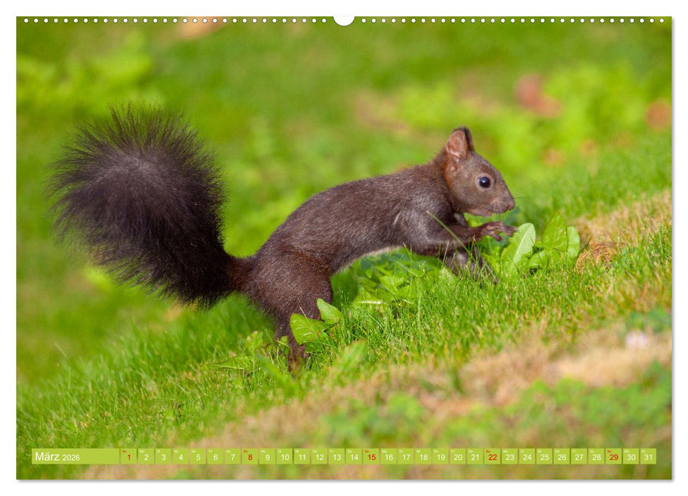 Wir sind die Stars auf der Alm (CALVENDO Premium Wandkalender 2026)