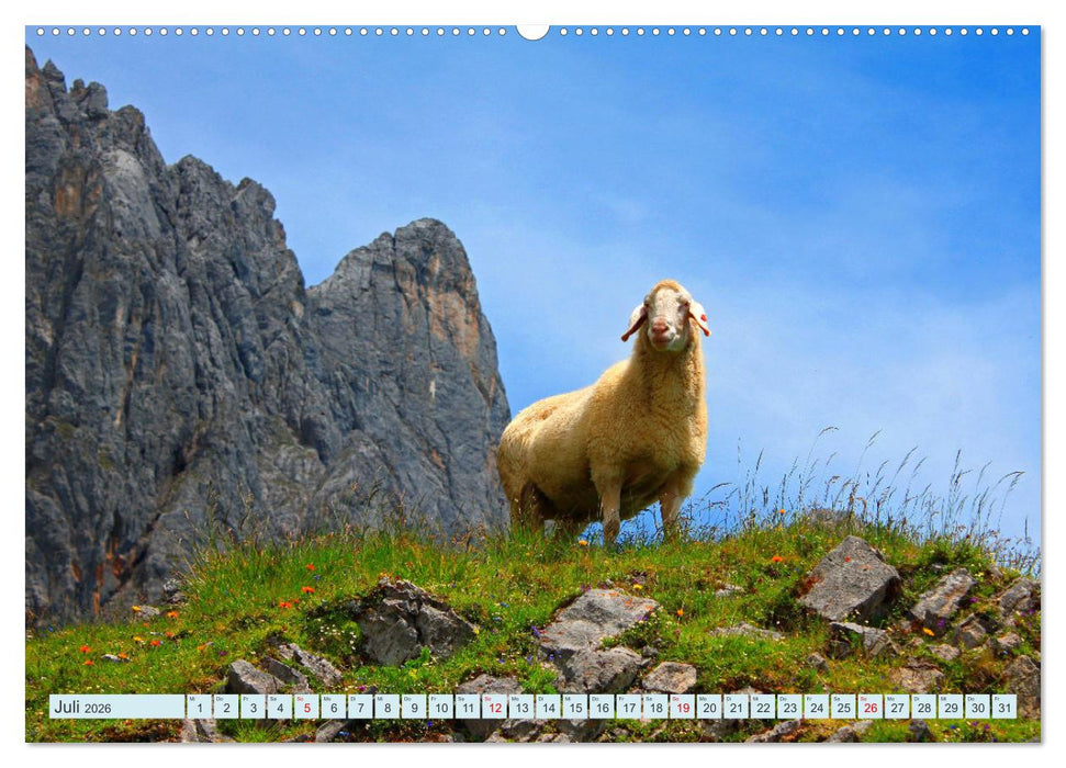 Wir sind die Stars auf der Alm (CALVENDO Premium Wandkalender 2026)