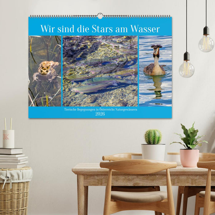 Wir sind die Stars am Wasser (CALVENDO Wandkalender 2026)