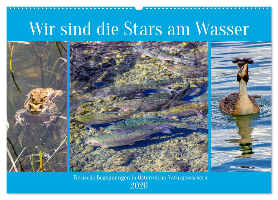 Wir sind die Stars am Wasser (CALVENDO Wandkalender 2026)