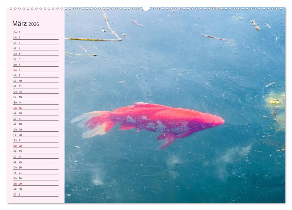 Wir sind die Stars am Wasser (CALVENDO Wandkalender 2026)