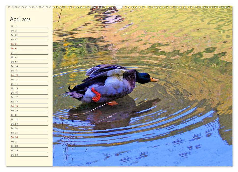 Wir sind die Stars am Wasser (CALVENDO Wandkalender 2026)