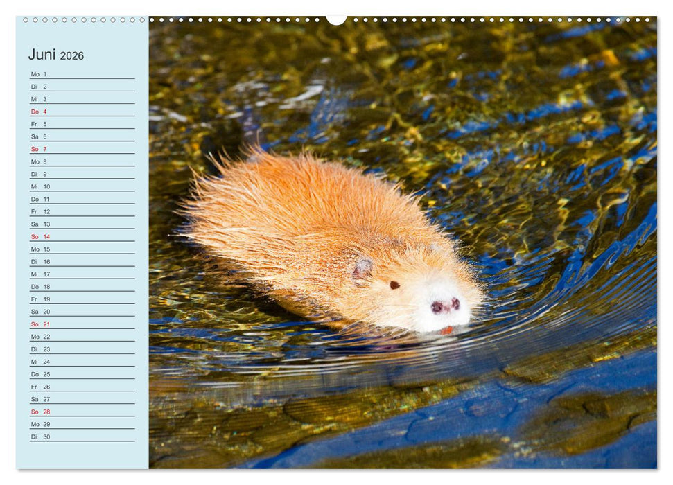 Wir sind die Stars am Wasser (CALVENDO Wandkalender 2026)