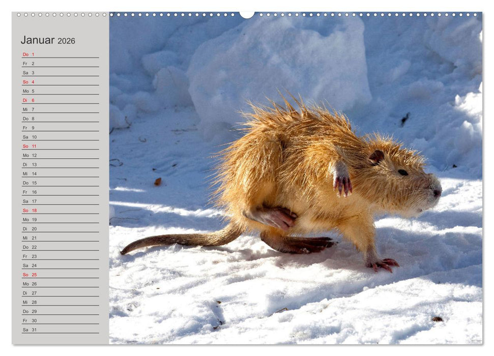 Wir sind die Stars am Wasser (CALVENDO Premium Wandkalender 2026)