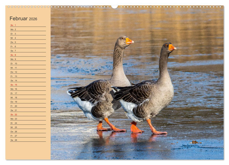 Wir sind die Stars am Wasser (CALVENDO Premium Wandkalender 2026)