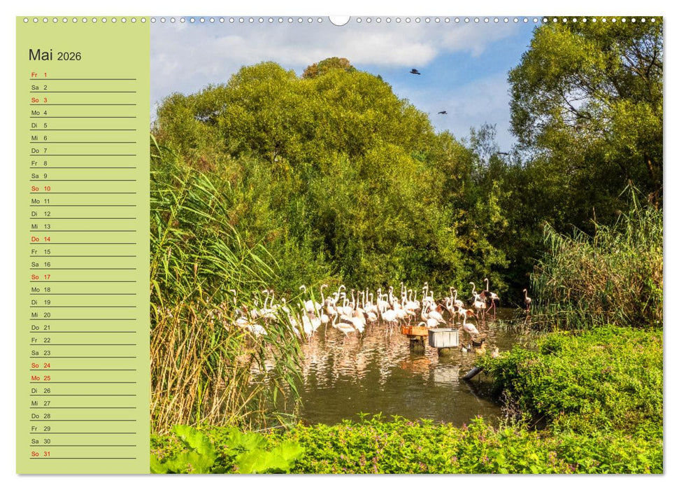 Wir sind die Stars am Wasser (CALVENDO Premium Wandkalender 2026)